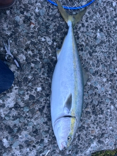 ワラサの釣果