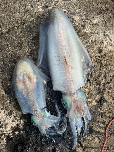 アオリイカの釣果