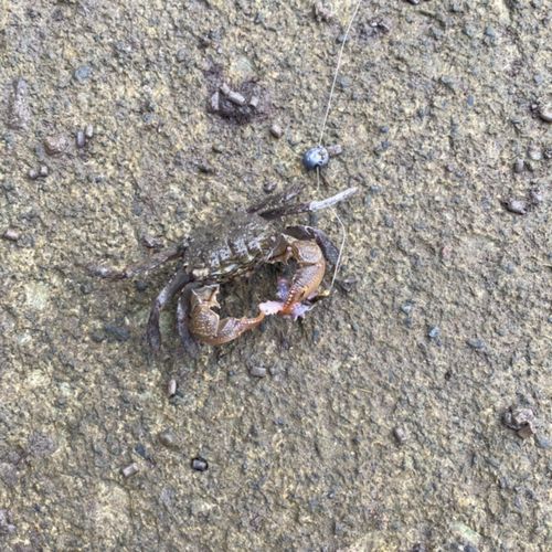 モクズガニの釣果