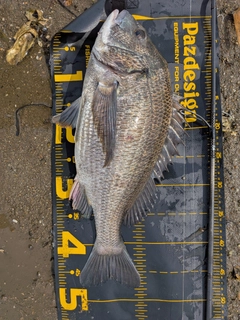 クロダイの釣果