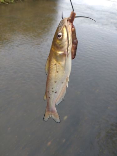 アメリカナマズの釣果