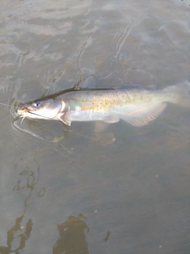 アメリカナマズの釣果