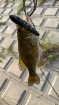 スモールマウスバスの釣果