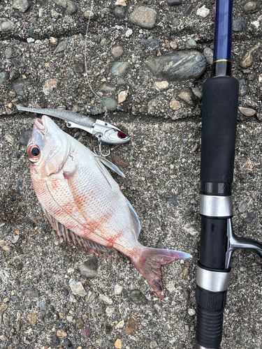 チダイの釣果