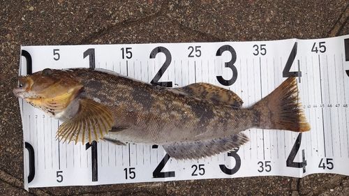 アイナメの釣果