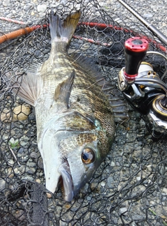 チヌの釣果