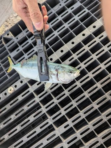 ワカシの釣果