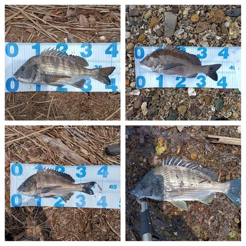 クロダイの釣果