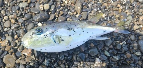フグの釣果