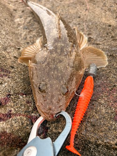 マゴチの釣果