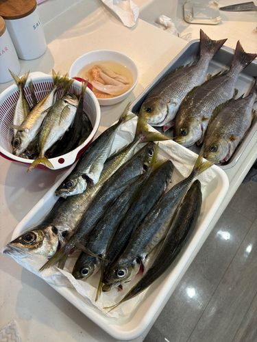 イサキの釣果