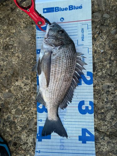 クロダイの釣果