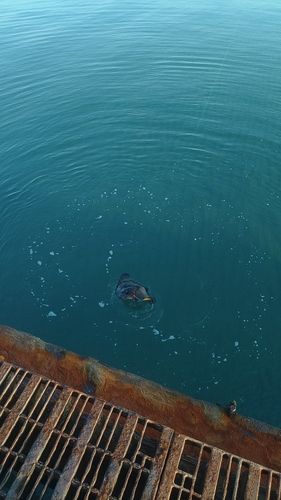 アカエイの釣果