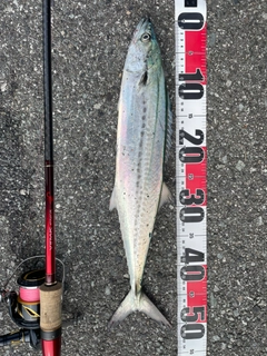 サゴシの釣果