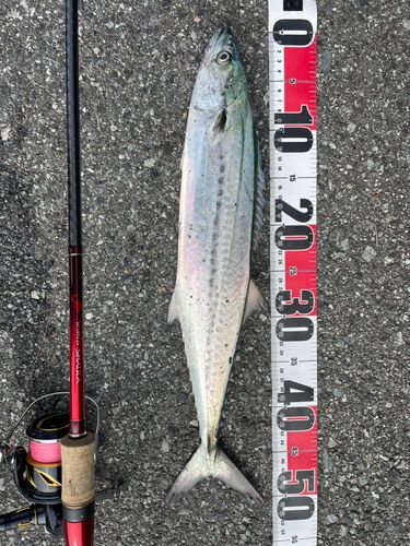 サゴシの釣果
