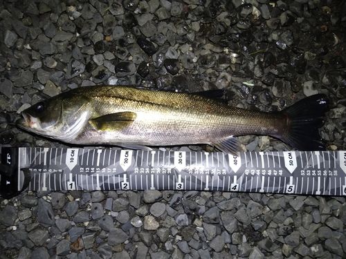 フッコ（マルスズキ）の釣果