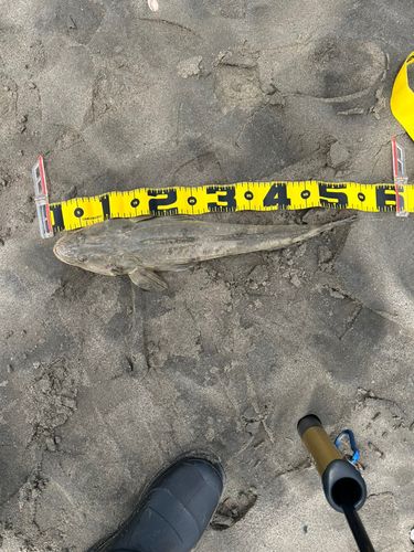 マゴチの釣果