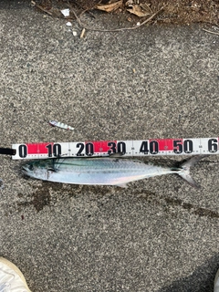 サゴシの釣果