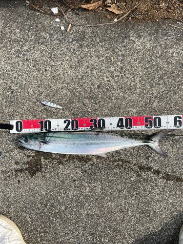 サゴシの釣果