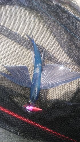 トビウオの釣果