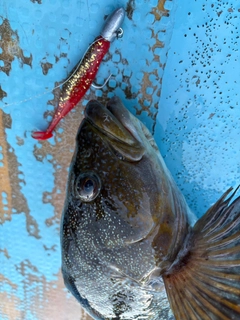 アイナメの釣果