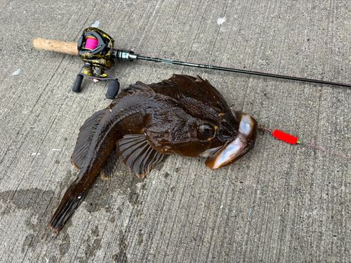 カジカの釣果