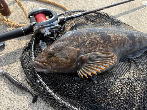 アイナメの釣果
