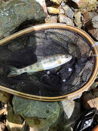 ヤマメの釣果