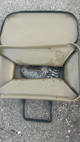 シリヤケイカの釣果