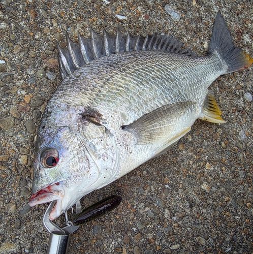 キチヌの釣果