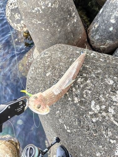 エソの釣果