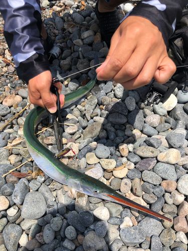 ダツの釣果