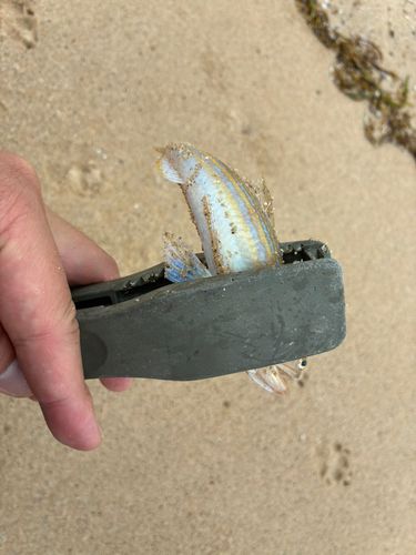 エソの釣果