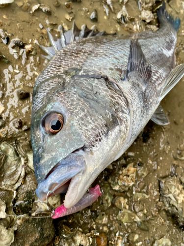 チヌの釣果