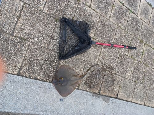 エイの釣果