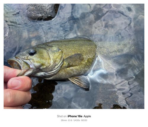 東北地方で釣れたブラックバス - アングラーズ | 釣果600万件の魚釣り