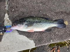 ラージマウスバスの釣果