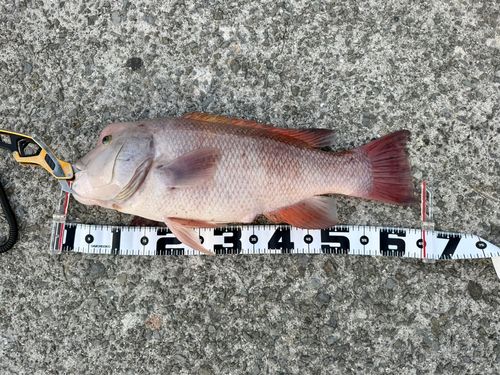 コブダイの釣果