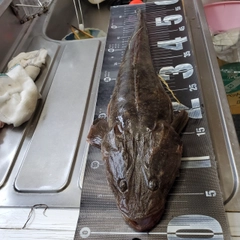 コチの釣果