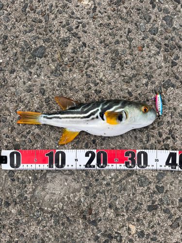 シマフグの釣果