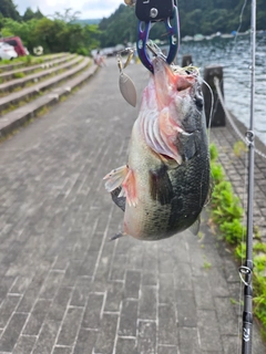 ラージマウスバスの釣果
