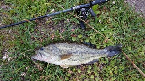 ブラックバスの釣果