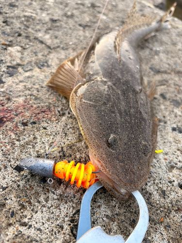 マゴチの釣果