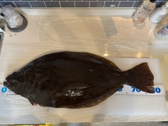 ヒラメの釣果