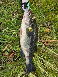 ラージマウスバスの釣果