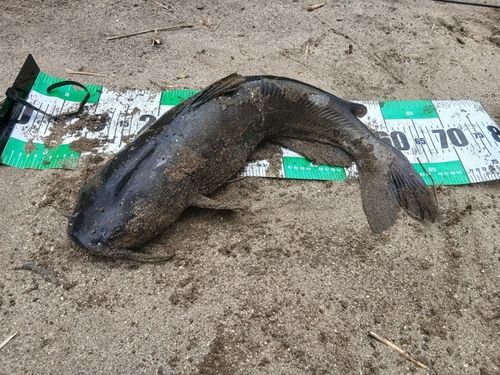 アメリカナマズの釣果