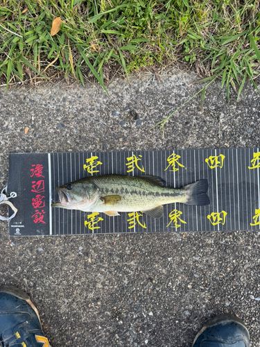 ラージマウスバスの釣果