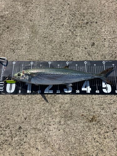 サゴシの釣果