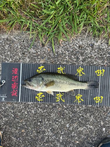 ラージマウスバスの釣果