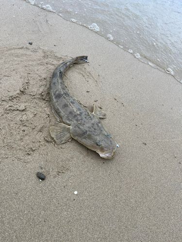 マゴチの釣果